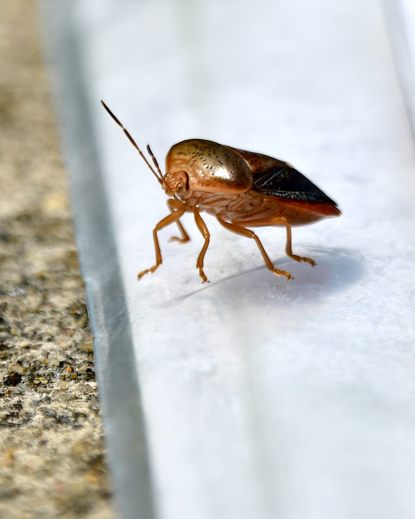 An Insect Visitor 2