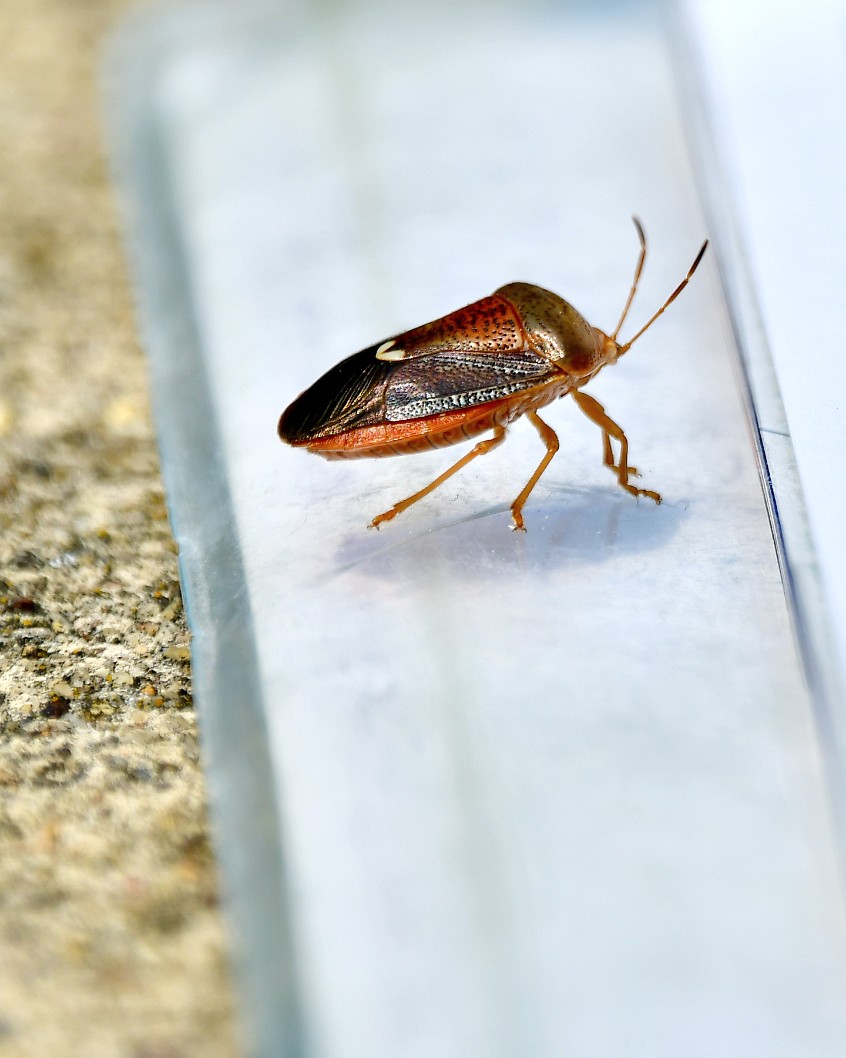 An Insect Visitor 3