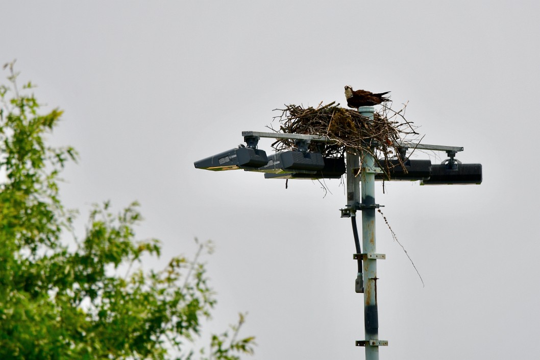 Osprey Nest on the USNA Campus