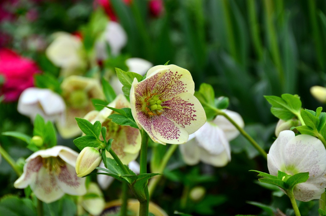 Lenten Roses Lenten Roses