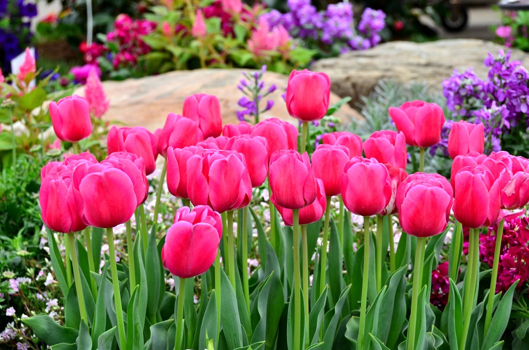 Magenta Tulips Up Magenta Tulips Up