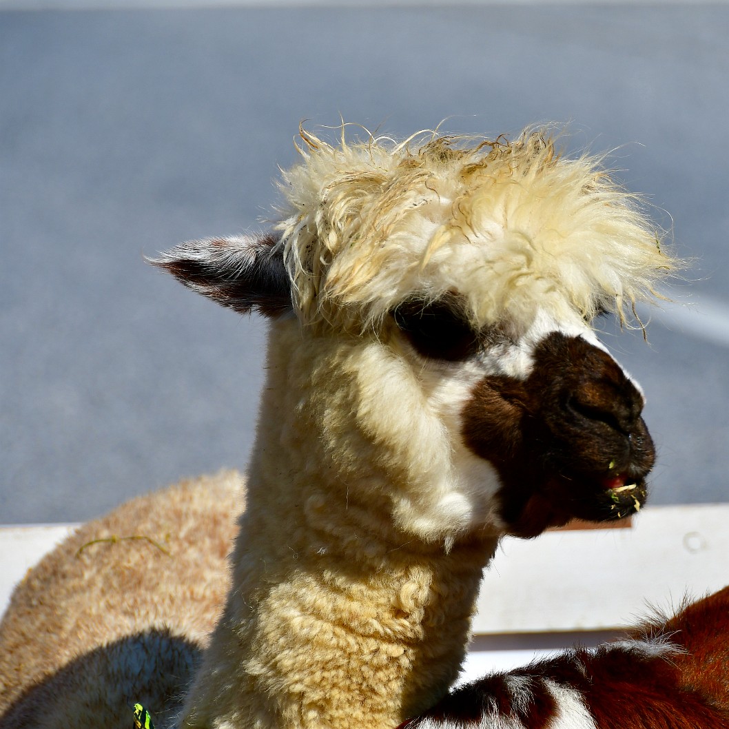 Chewing Alpaca