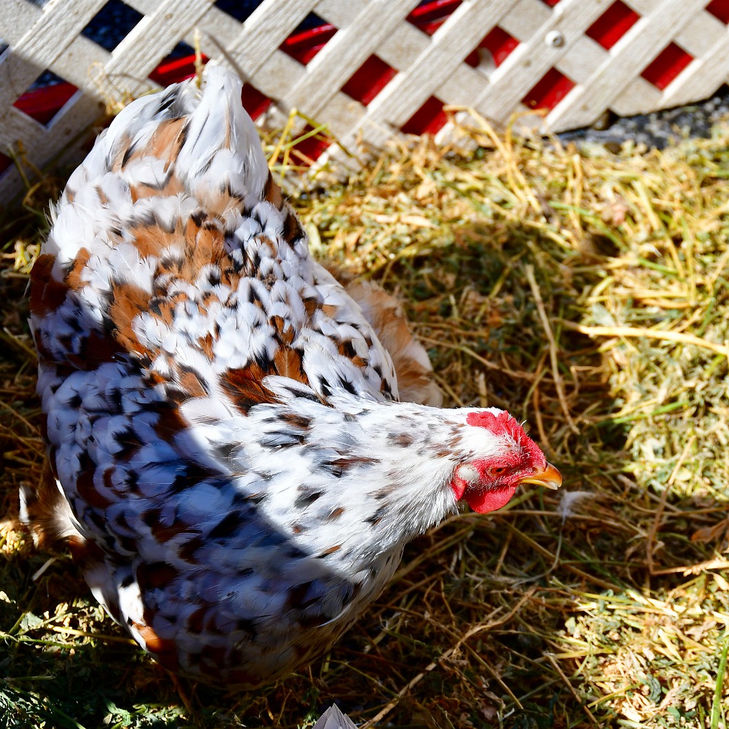 Mottled Feathers