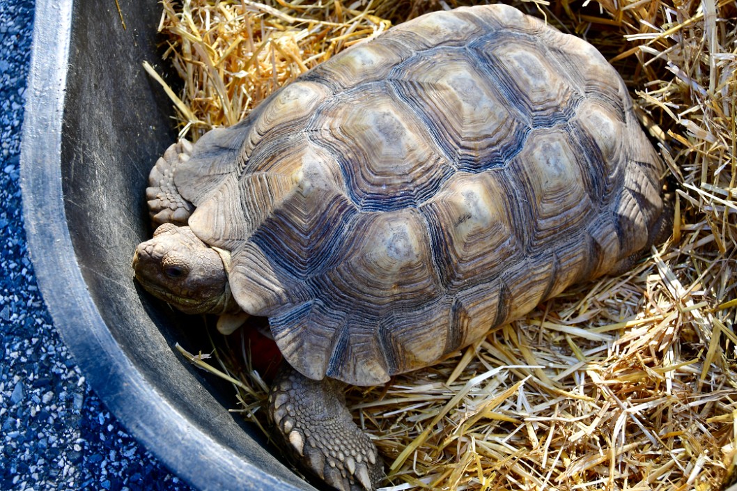 Tortoise Chilling