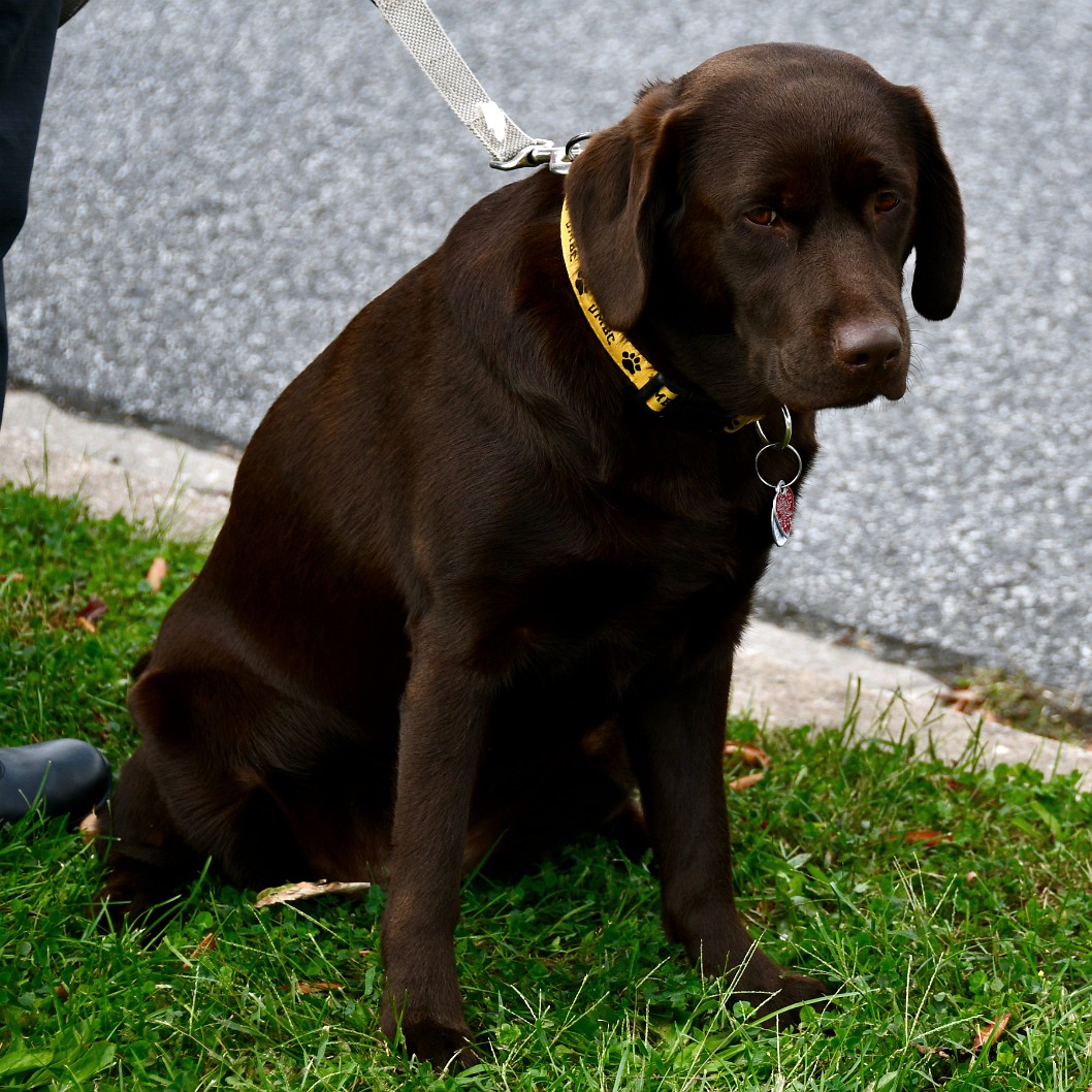 UMBC Retriever 1