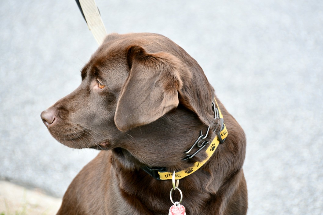 UMBC Retriever 2