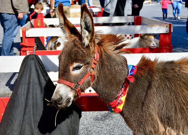 Petting Zoo and Beasts