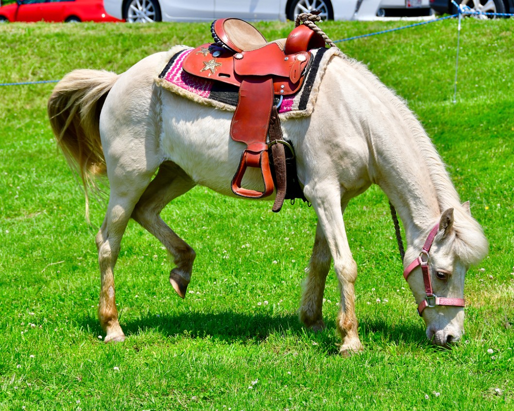 Pony Feeding