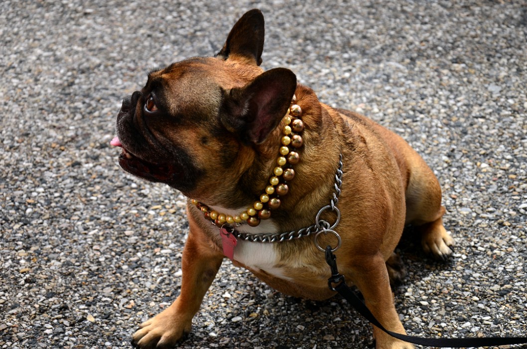 Beads on a Pug Beads on a Pug