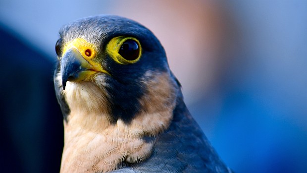 Barbary Falcon