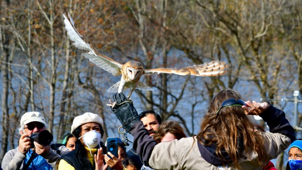 Barn Owl