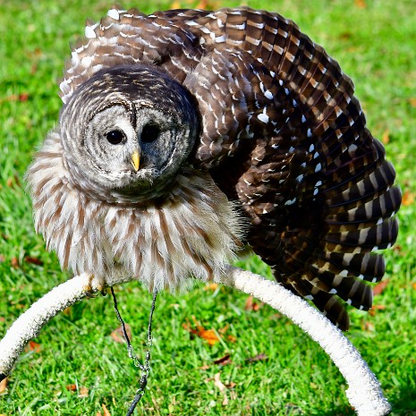 Barred Owl