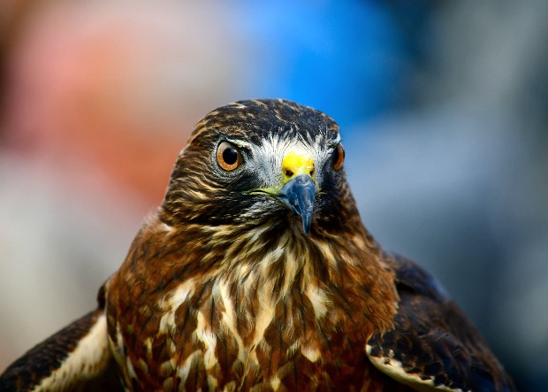 Broad-Winged Hawk