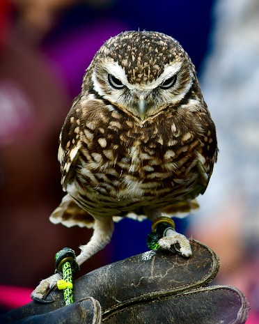 Burrowing Owl