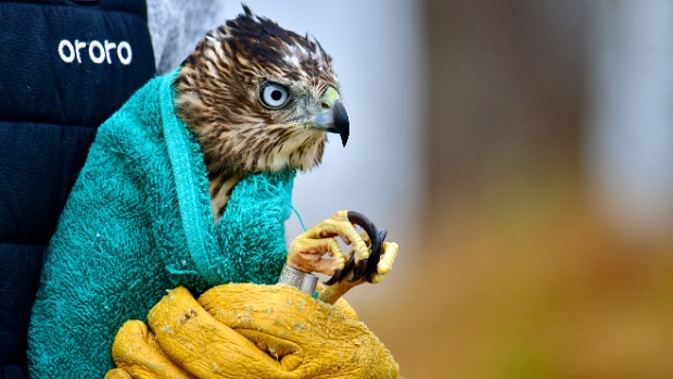 Cooper's Hawk Release