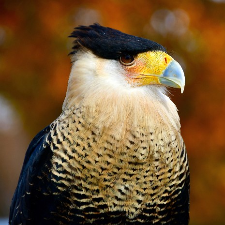 Crested Caracara