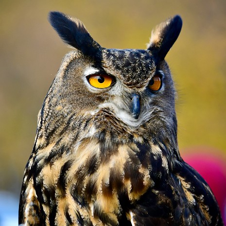 Eurasian Eagle-Owl