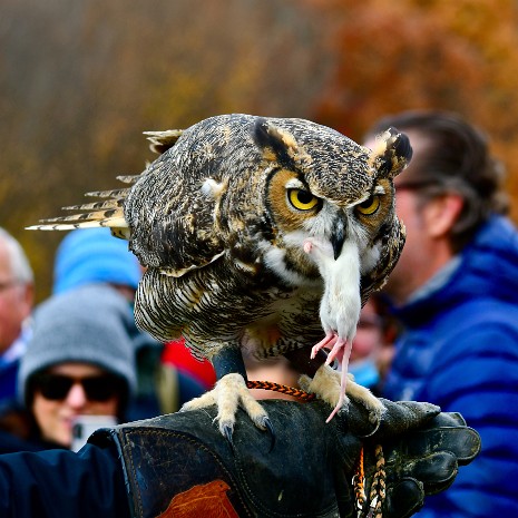 Great Horned Owl