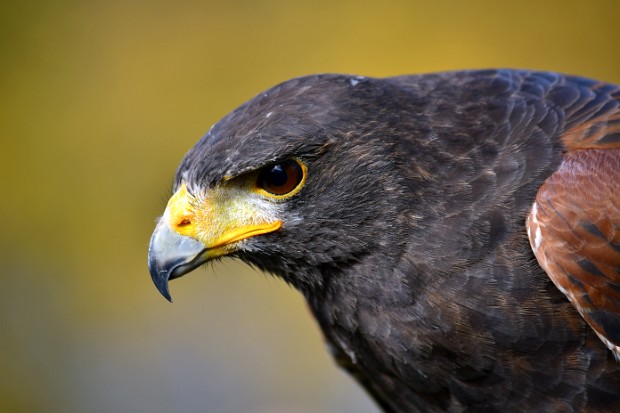 Harris's Hawk