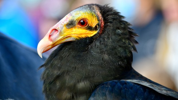 Yellow-Headed Vulture