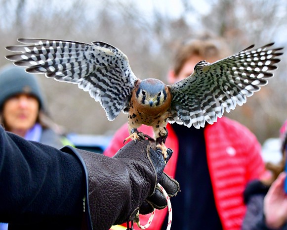 American Kestrel