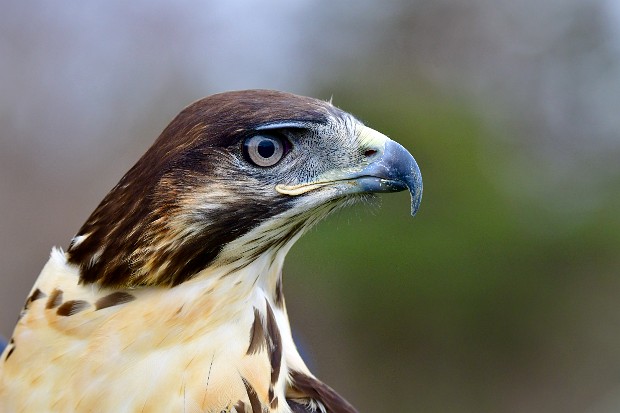 Augur Buzzard