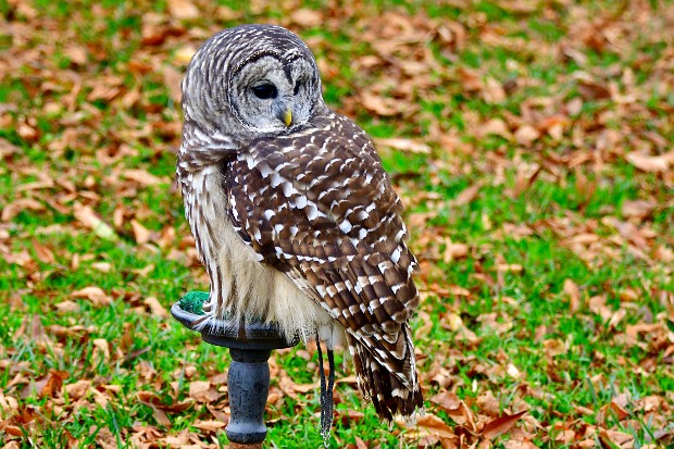 Barred Owl