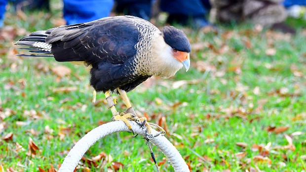 Crested Caracara