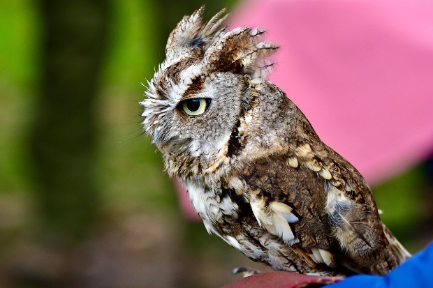 Eastern Screech-Owl