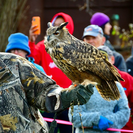 Eurasian Eagle-Owl