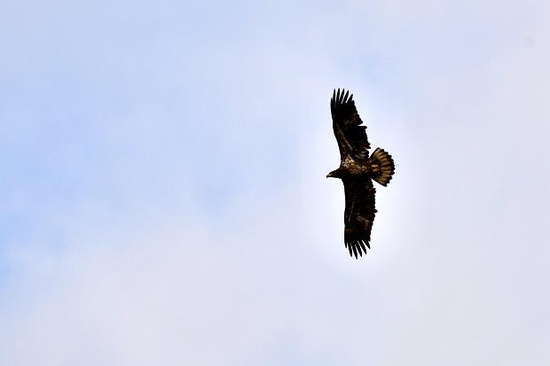 Juvenile Bald Eagle