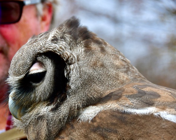 Milky Eagle-Owl