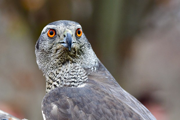 Northern Goshawk