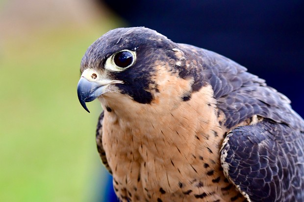 Peregrine Falcon