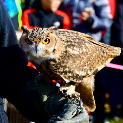 Pharaoh Eagle-Owl