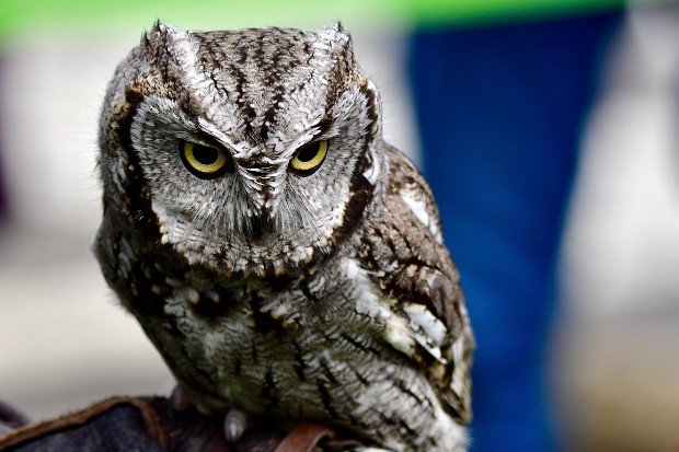 Western Screech-Owl