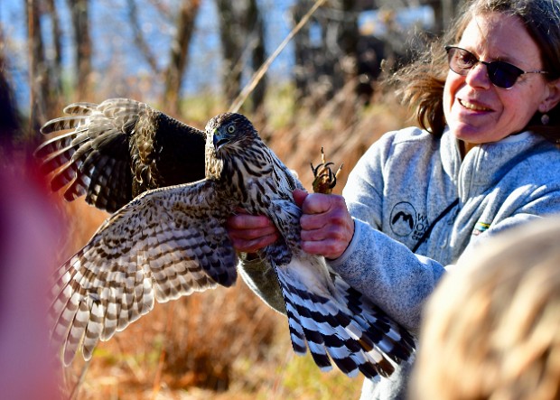 Cooper's Hawk