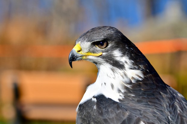 Augur Buzzard