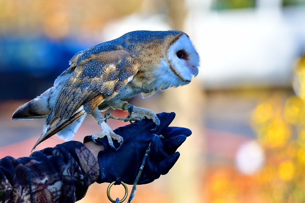 Barn Owl