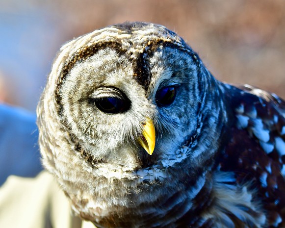 Barred Owls