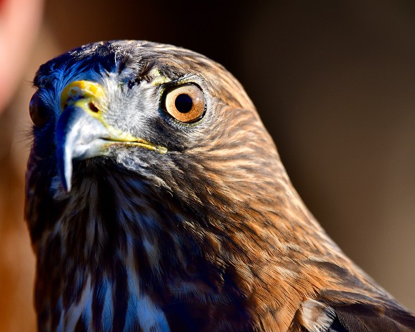 Broad-Winged Hawk