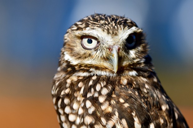 Burrowing Owl