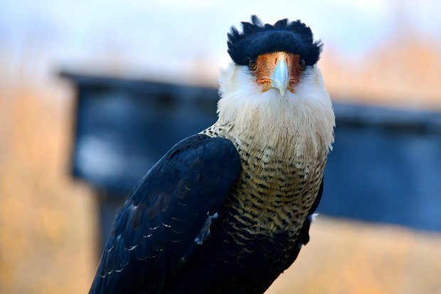 Crested Caracara