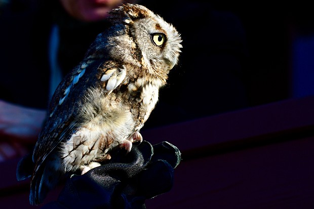 Eastern Screech-Owls