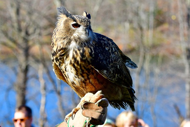 Eurasian Eagle-Owl