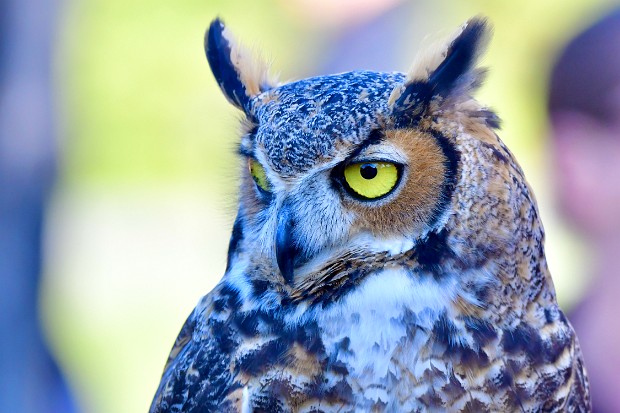 Great Horned Owl