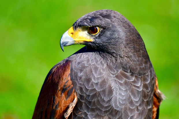 Harris's Hawks