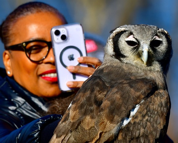 Milky Eagle Owl