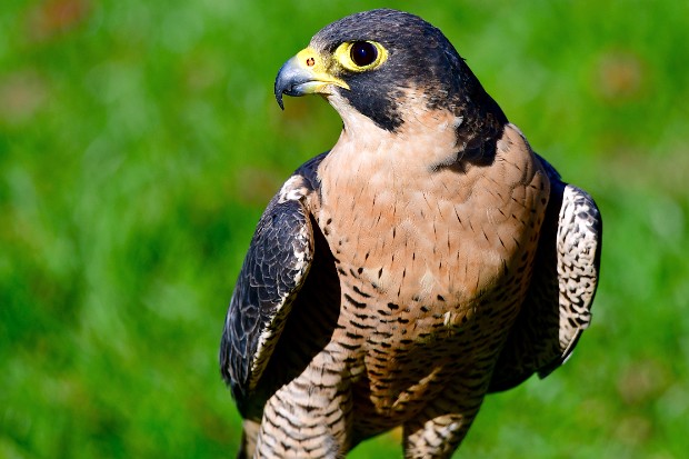 Peregrine Falcon