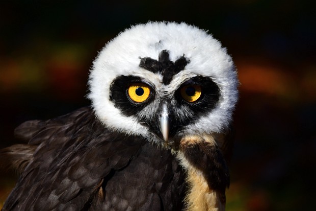 Spectacled Owl